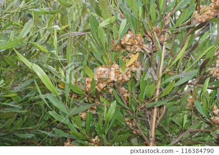 Sugarcane - June 116384790