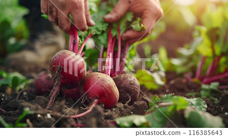 Garden core eco banner. Hands pulling fresh beet roots 116385643