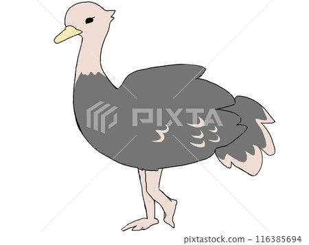 鴕鳥 鴕鳥 116385694