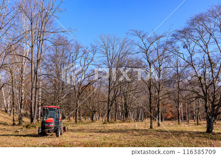 北海道平取鎮，鈴蘭花蕾綻放後的花叢 [11 月] 116385709