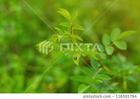 Beautiful red adult ladybug with black dots standing on a leaf of a young rose bush in a green garden on a sunny summer day. 116385764