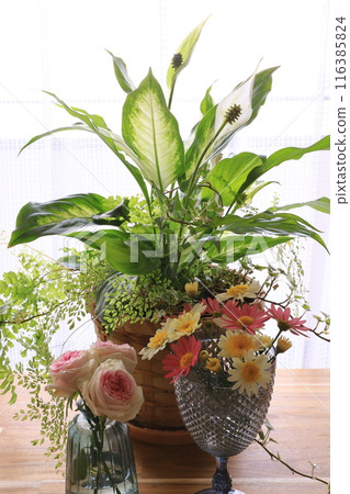 Planting foliage plants 116385824