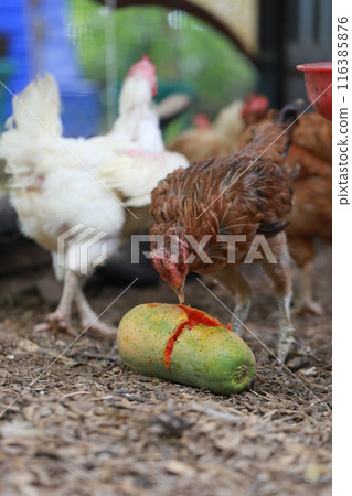 Poor chicken in local farm hurt legs 116385876