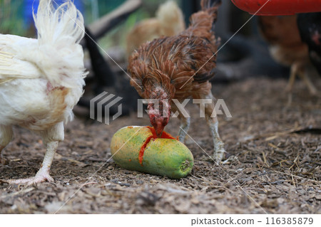 Poor chicken in local farm hurt legs 116385879