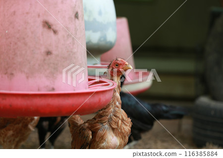 Poor chicken in local farm hurt legs Poor chicken in local farm hurt legs 116385884