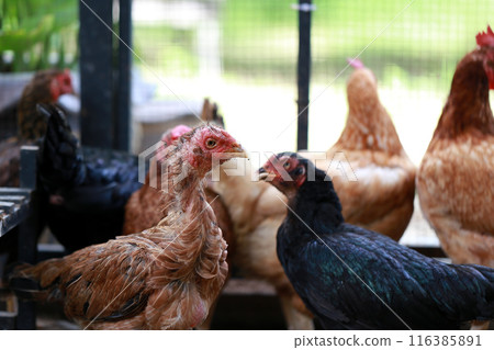 Poor chicken in local farm hurt legs Poor chicken in local farm hurt legs 116385891