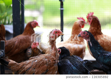 Poor chicken in local farm hurt legs 116385892