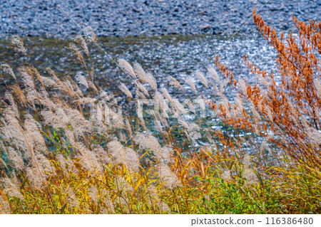 [Autumn material] Autumn pampas grass along the Azusa River in Kamikochi [Nagano Prefecture] 116386480
