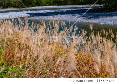 [Autumn material] Autumn pampas grass along the Azusa River in Kamikochi [Nagano Prefecture] 116386482