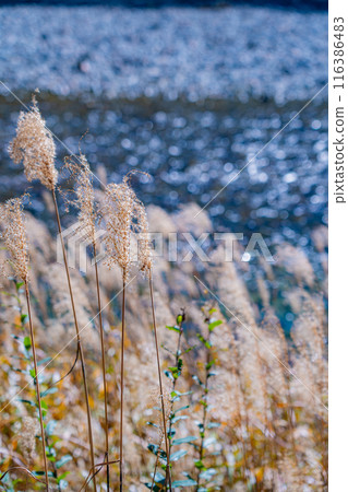 [Autumn material] Autumn pampas grass along the Azusa River in Kamikochi [Nagano Prefecture] 116386483