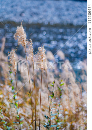 [Autumn material] Autumn pampas grass along the Azusa River in Kamikochi [Nagano Prefecture] 116386484