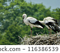 Stork and baby about to leave the nest 116386539