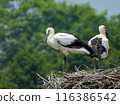 Stork and baby about to leave the nest 116386542