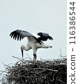 Storks about to leave the nest 116386544