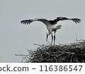 Storks about to leave the nest 116386547