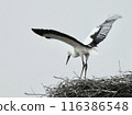 Storks about to leave the nest 116386548