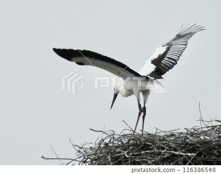 Storks about to leave the nest Storks about to leave the nest 116386548