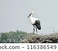 Storks about to leave the nest 116386549