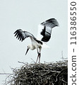 Storks about to leave the nest 116386550