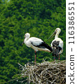 Stork and baby about to leave the nest 116386551