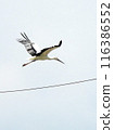 Stork 116386552