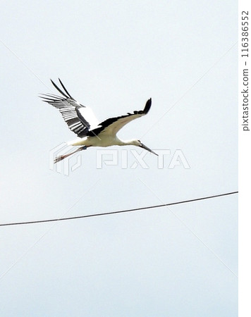 Stork Stork 116386552