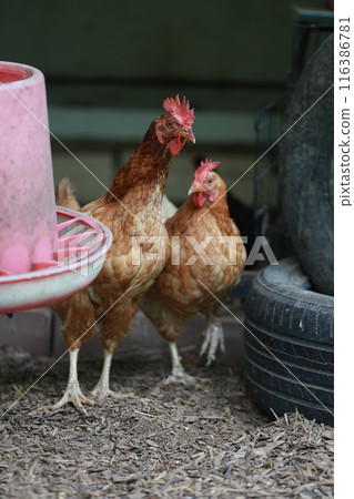 rhode island red chicken in local farm 116386781
