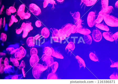 Jellyfish: The fascinating world of the ocean 116386871