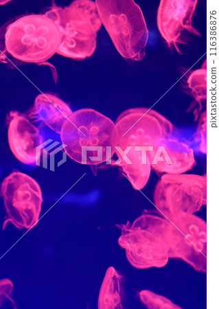 Jellyfish: The fascinating world of the ocean 116386876