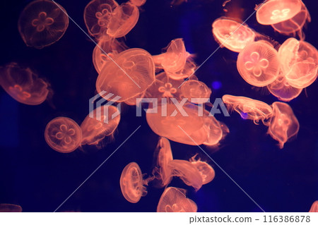Jellyfish: The fascinating world of the ocean 116386878