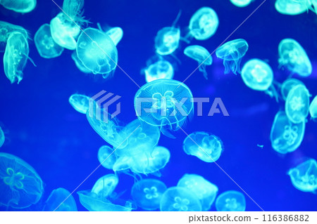 Jellyfish: The fascinating world of the ocean 116386882