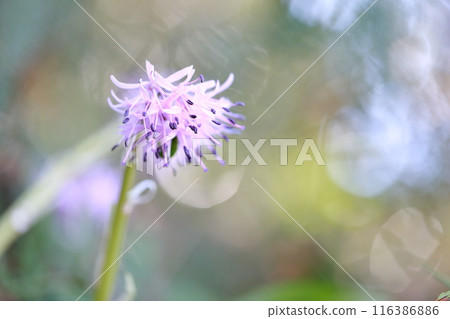 盛開在田野和山間的野生植物“Shojo bakama” 116386886