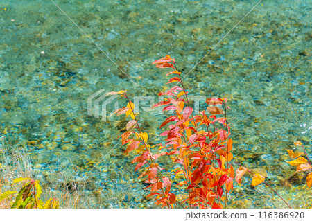 [Autumn material] Kinshu Kamikochi / trekking scenery [Nagano Prefecture] 116386920