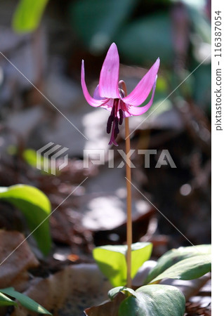 Dogtooth violet flower 116387054