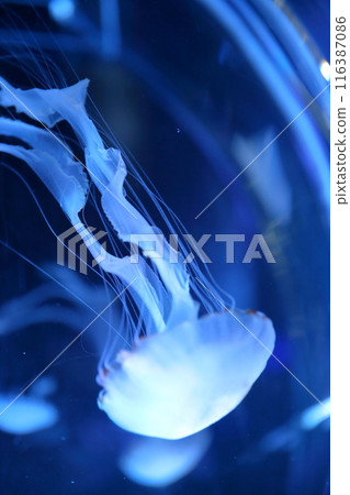 Jellyfish: The fascinating world of the ocean 116387086