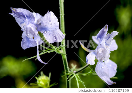 Blooming blue delphinium on a black background 116387199