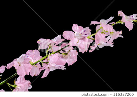 Blooming pink delphinium on a black background 116387200