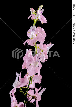 Blooming pink delphinium on a black background 116387201
