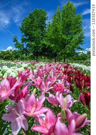 Dronen flat lily 116387419