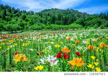 Dronen flat lily 116387421