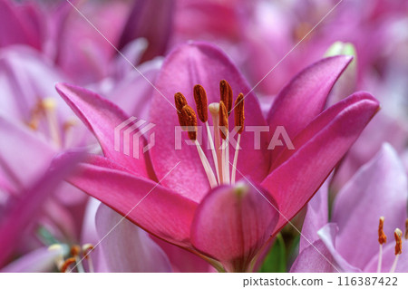 Lily  116387422