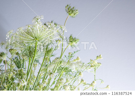 Bouquet of white flowers on a white background. Wild carrot and yarrow. Simple summer flower. Nature flora aesthetic. Petal bud. Floral botanical. 116387524