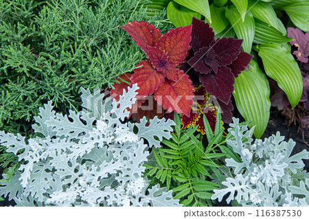 Mix of different flowers in the flowerbed - Coleus, Cineraria, Silverdust, Hosta. Garden design. Deciduous plants. Mix of different flowers in the flowerbed - Coleus, Cineraria, Silverdust, Hosta. Garden design. Deciduous plants. 116387530