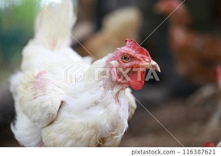 rhode island white chicken in local farm 116387621