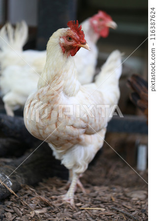 rhode island white chicken in local farm 116387624