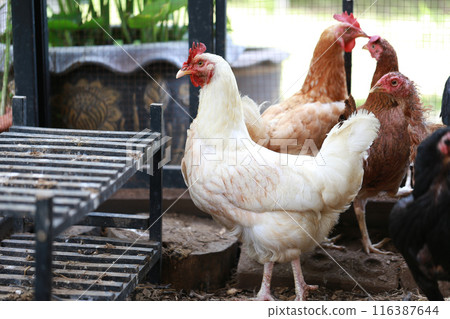 rhode island white chicken in local farm 116387644