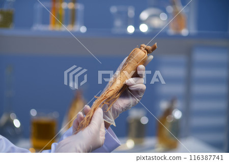 Frontal close up shot a ginseng root held in two hand of the scientist, in the back is plenty lab glassware displayed on the shelf. Copy space for adding text Frontal close up shot a ginseng root held in two hand of the scientist, in the back is plenty lab glassware displayed on the shelf. Copy space for adding text 116387741
