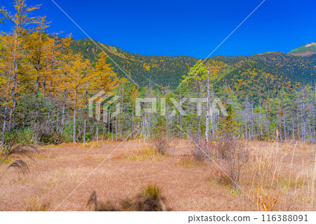 [Autumn material] Autumn Kamikochi, Tashiro Wetland and Tashiro Pond [Nagano Prefecture] 116388091
