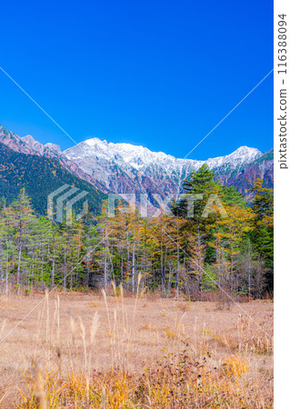 [秋天素材]秋天的上高地、田代濕地、田代池塘[長野縣] 116388094