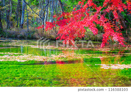 [Autumn material] Autumn Kamikochi, Tashiro Wetland and Tashiro Pond [Nagano Prefecture] 116388103